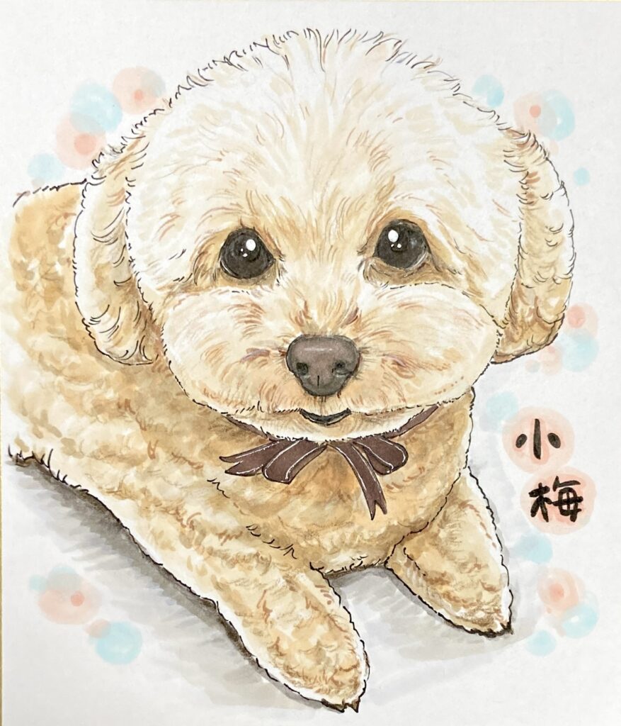 トイプーの似顔絵